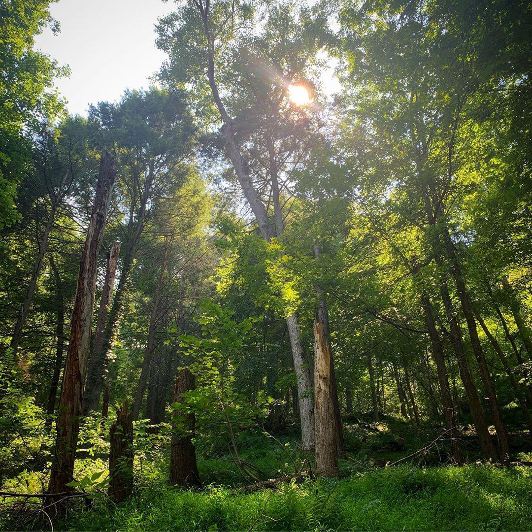 🌿这是荒野求生的去处么，感受大自然  🌿Green Ridge State Forest这片森林是我