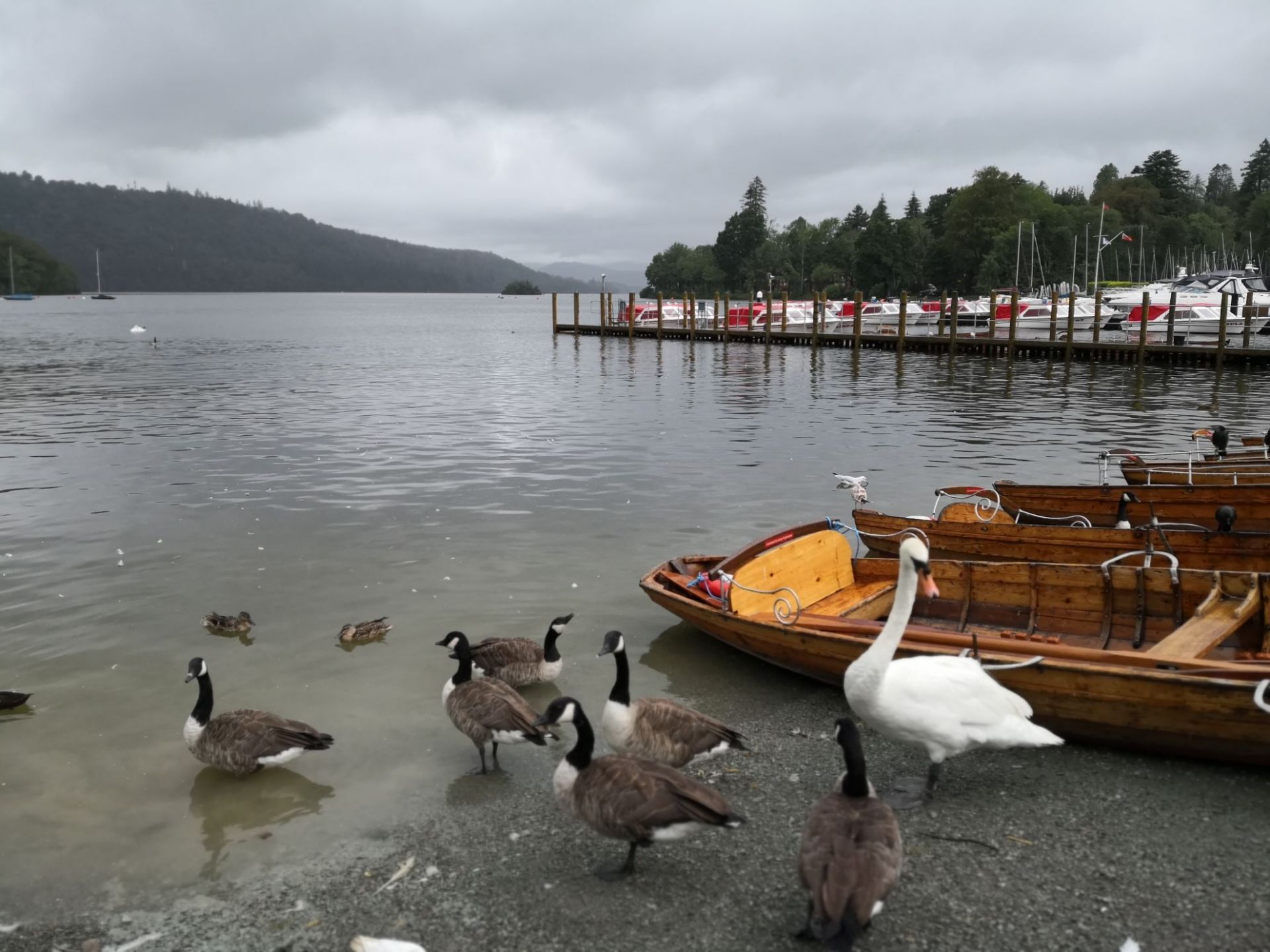温德米尔湖游船，到鲍内斯小镇，天鹅很可爱，会互动
