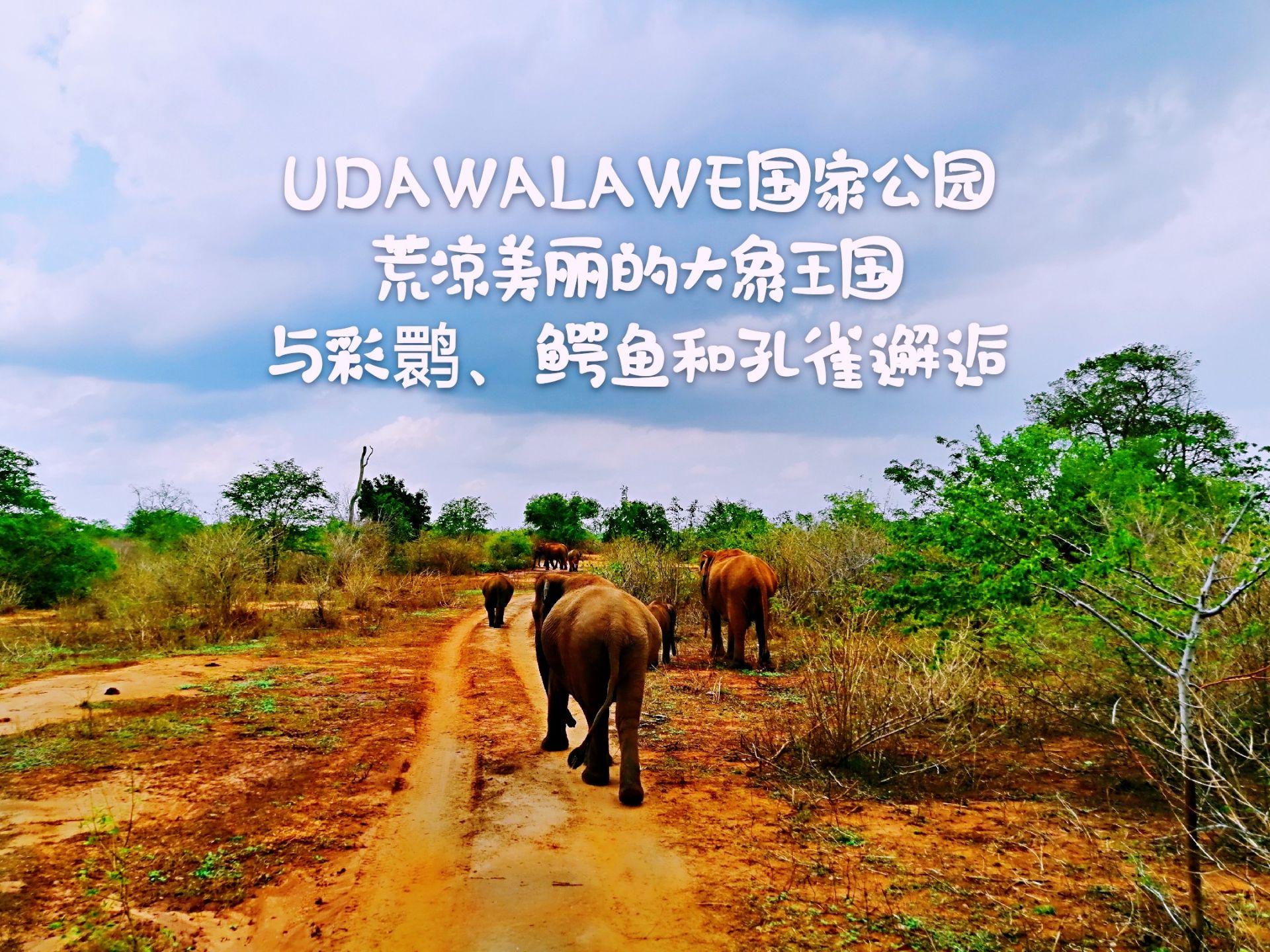如果你最喜欢的动物是大象，那么你在锡兰不用去其它地方，UDAWALAWE国家公园就足够了。 许多人向
