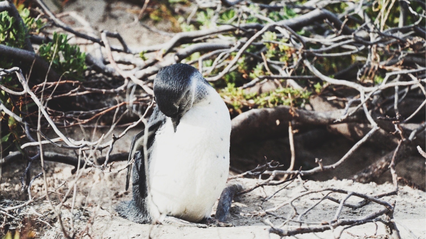 触不到的世界转角：热带地区的企鹅  什么❓南非有企鹅🐧⁉️这又跟我们想象的不一样‼️ 开普敦被称为2