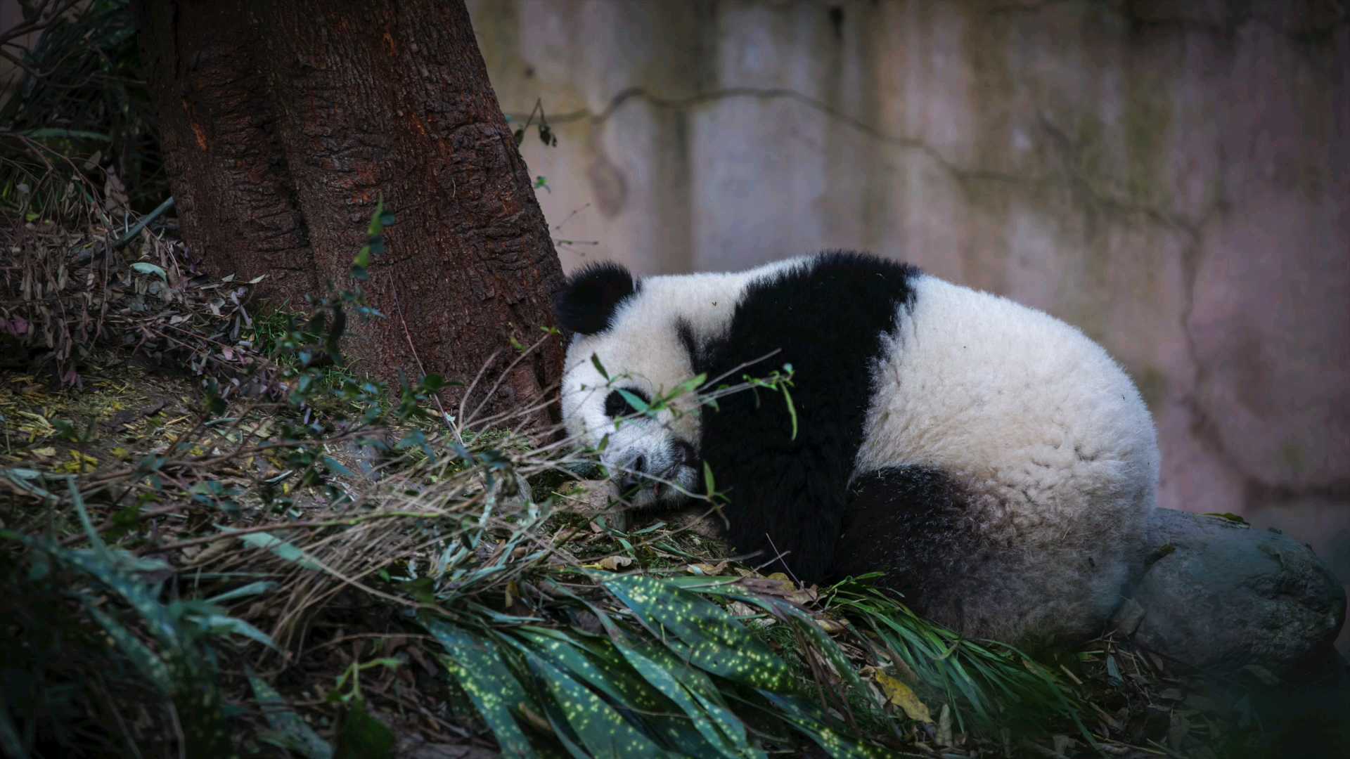功夫熊猫？萌萌的吃货一枚！ 到成都大熊猫繁育研究基地，看国宝大熊猫。据说大熊猫一天要花12-16个小