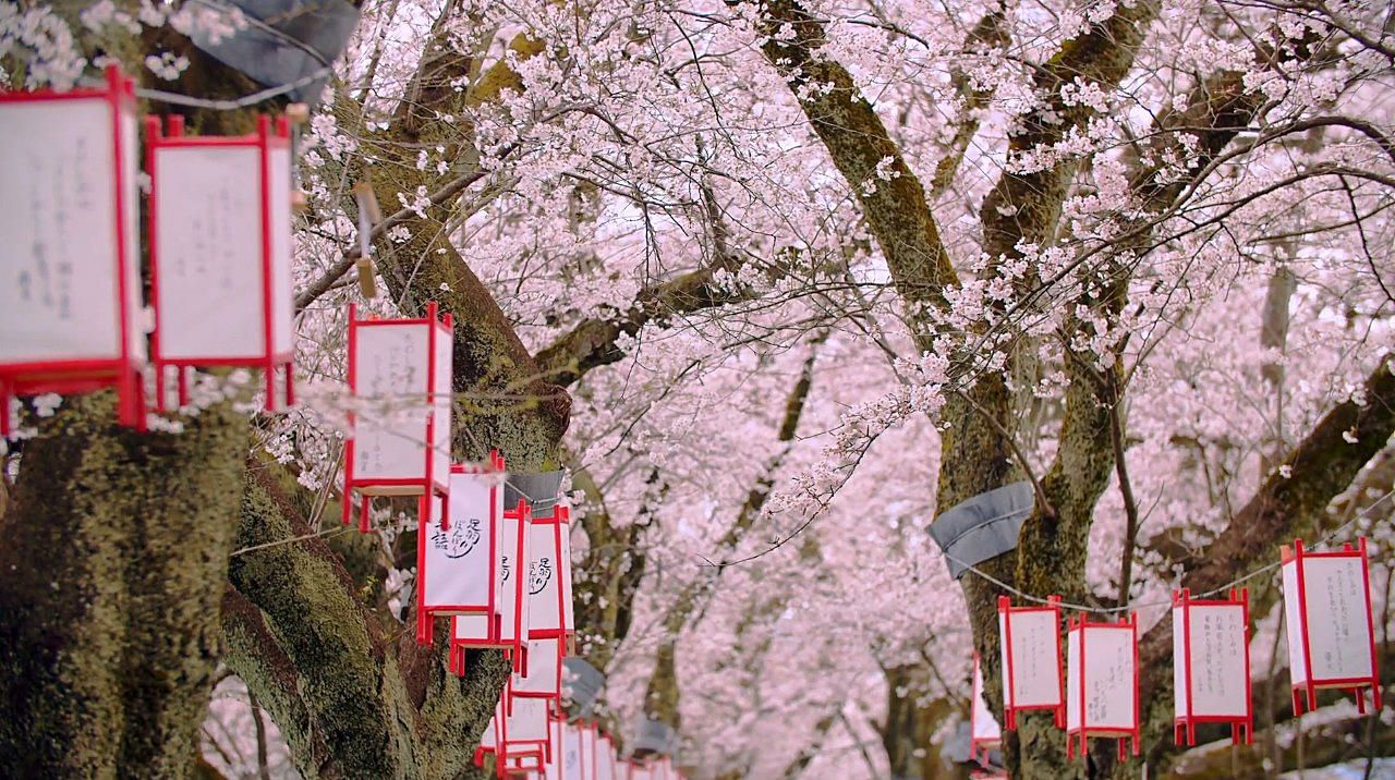 川流过福井市中心的足羽川，在木田桥跟新明里桥的堤防旁种满了600颗美丽樱花。大约每年四月上旬樱花盛开