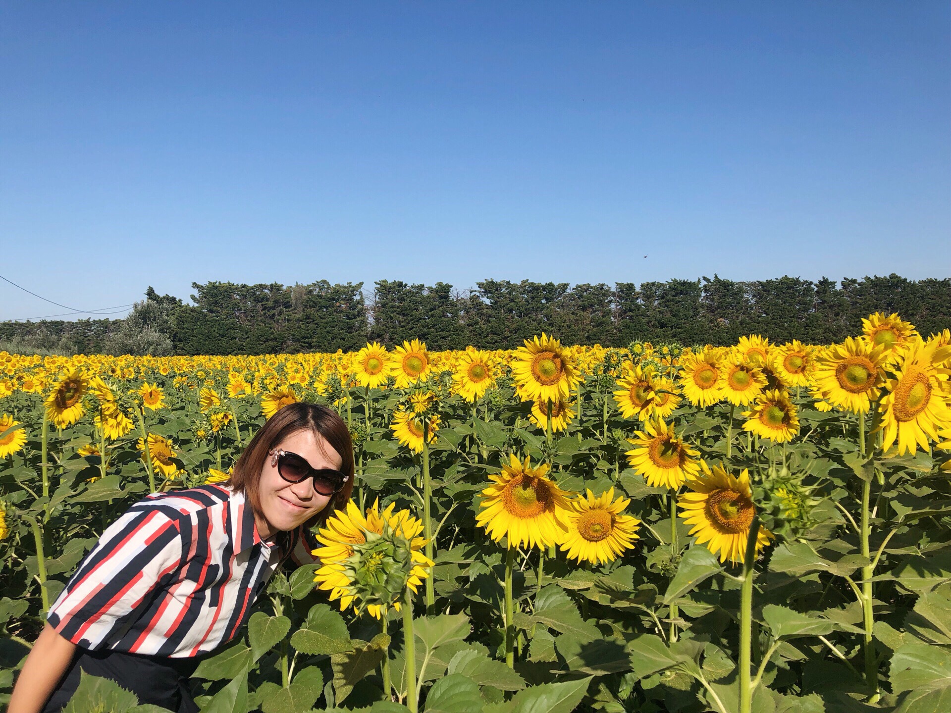 来法国南部阿尔勒，一定要去下梵高作画的向日葵🌻花田，被日本人炒到8000多万美元的作品就出自于此，感