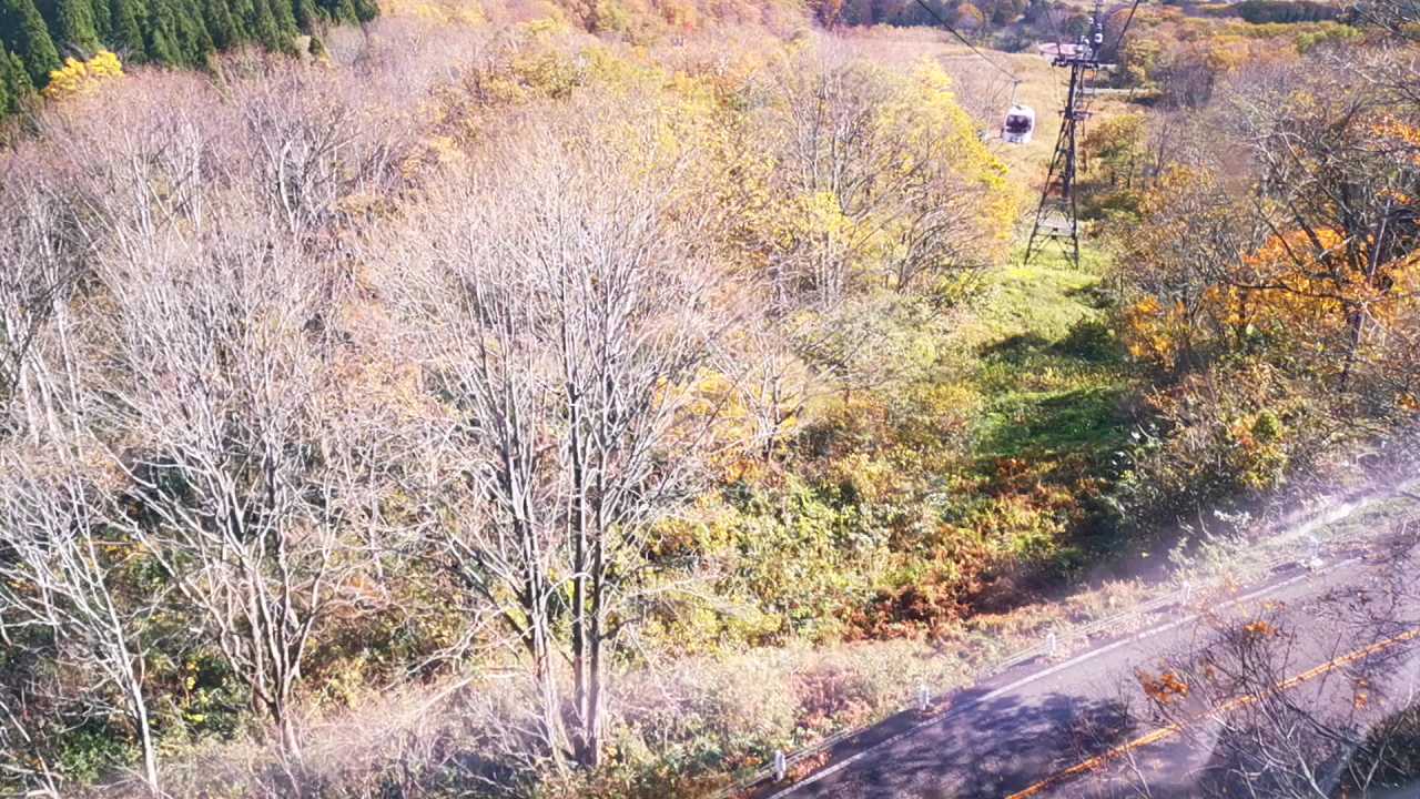 11月初，在  新潟县·日本  ，乘 “  妙高高原缆车  ” 下山 ！赏，妙高高原，深秋，最美枫叶
