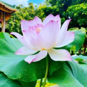 稳稳的幸福Cherry🍒