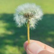 最辣海草四处游