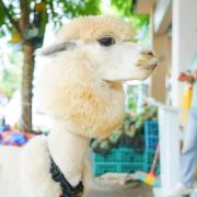 泰椰天香六国料理研学中心