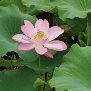 飞奔跑的兔纸188