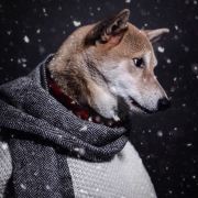 网名就喜欢溜达