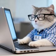 爱玩的懒猫十一