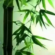 并州鹤卿