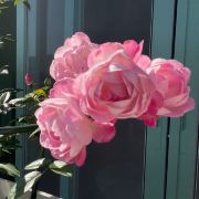 世界的旅人。旅人的世界