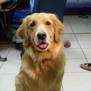 淨悟居士(北海镀锌设备陈士嘉)