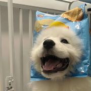 Raymond酒梁小丸子