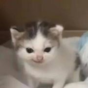 今日阳光灿烂(没回消息弹语音)