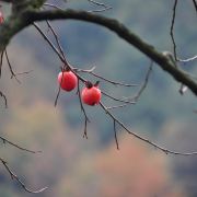 紫嫣(五羊本田)