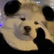 爱听歌谣的少爷