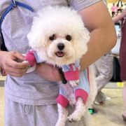 Nini(带狗旅行版)