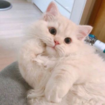 头像