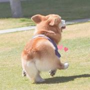 做梦都想巨劲的马小毛