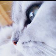 月亮上的猫咪外星人