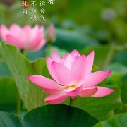 叶伴花开