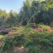 一直在外婆间最靓的女巫师