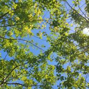 旅行的小橙子吖