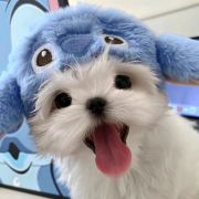 风在树林中低语