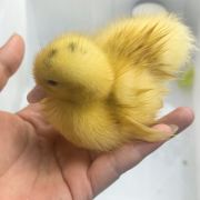 豆豆家的守护宝