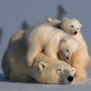 带老外吃遍北京