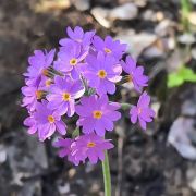 华姐(珍珠湾酒店)