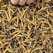 穆全土特产商行