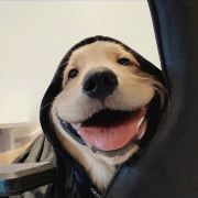 །།།孤独与狗།།།