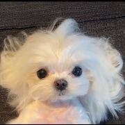 泡菜欧尼