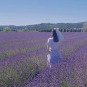 茄花花