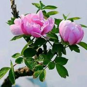 李会徽派小楼民宿