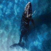 西瓜和葡萄爸爸