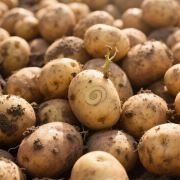 刘晓丽土豆奶奶