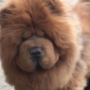 小红帽胖胖