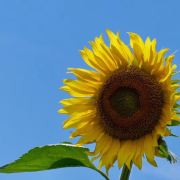 埃皮斯科波斯郑玄