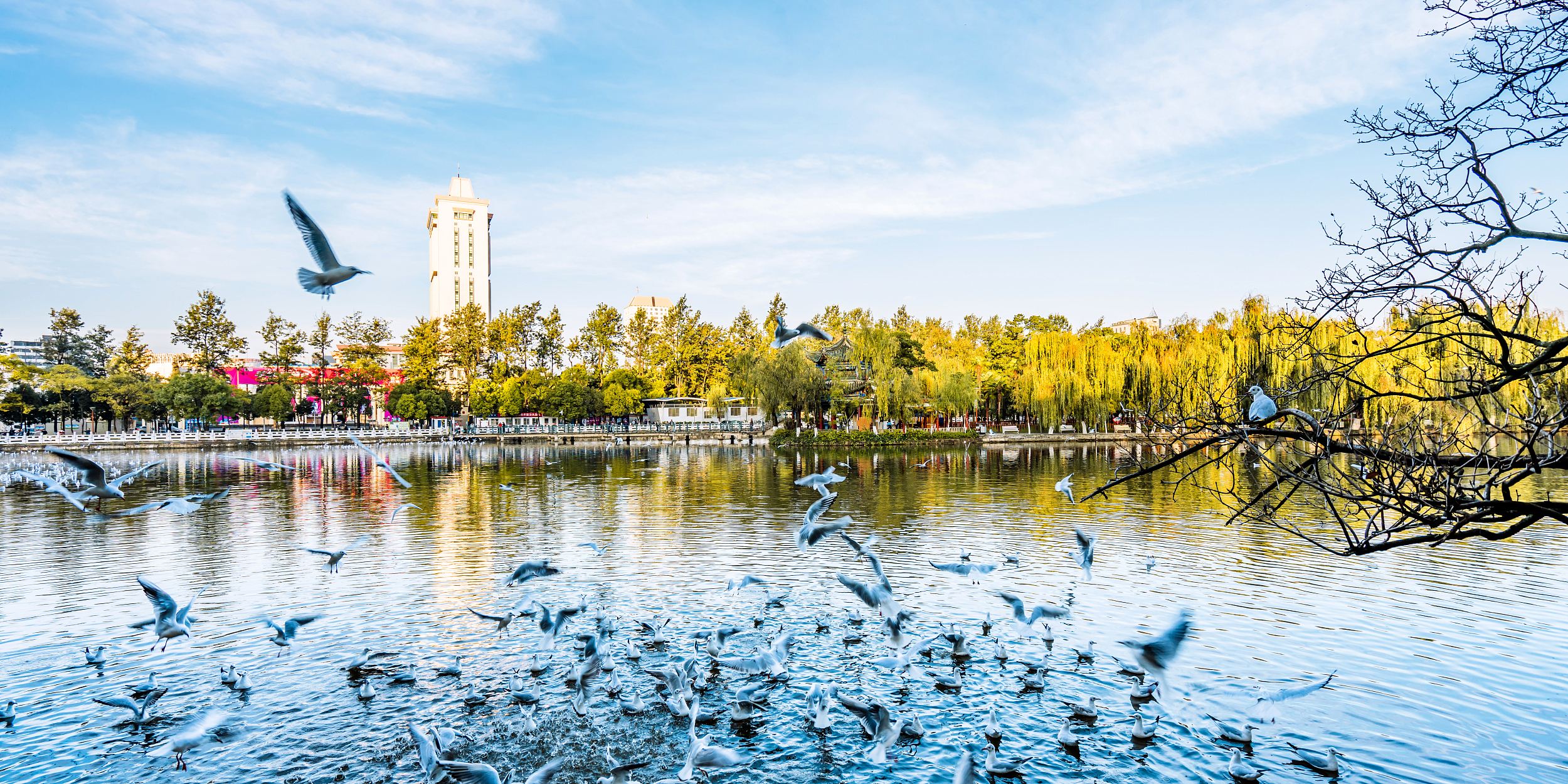 昆明3日遊:滇池海鷗邂逅