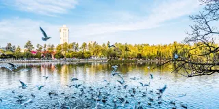 3-Day Kunming & Shilin Tour: Seagull Encounter at Dianchi Lake