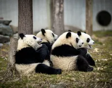 3-Day Chengdu Tour: Local vibes, vibrant city life