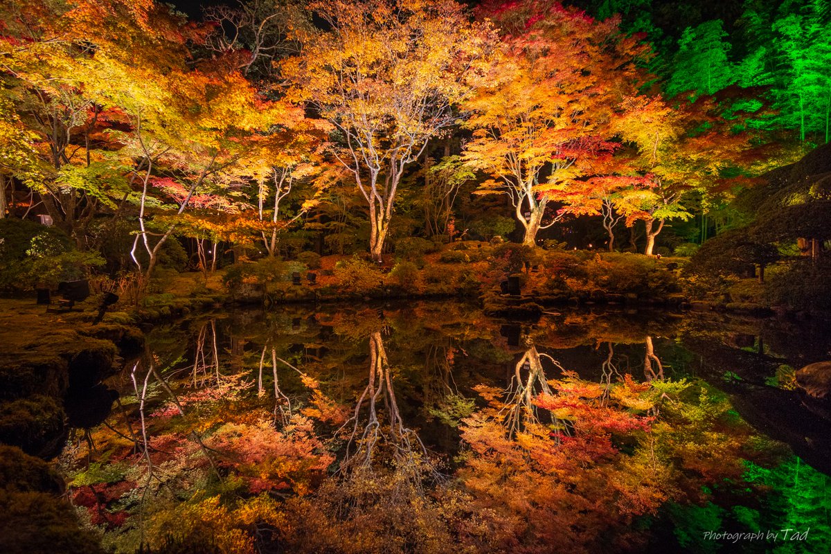 仙台紅葉 | 心字池