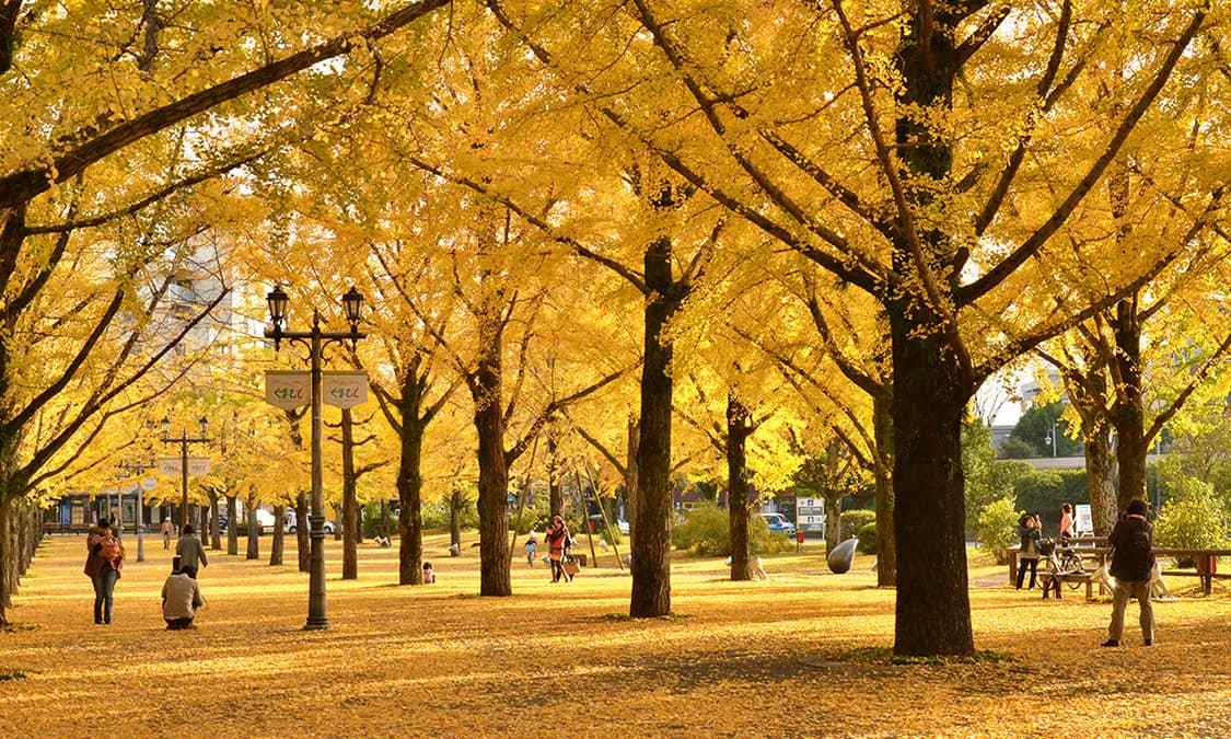 熊本紅葉景點 | 熊本縣政府散步道
