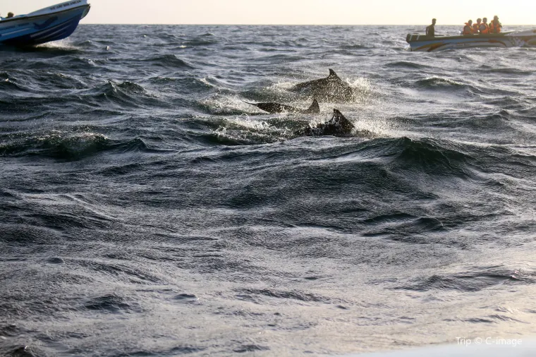 Trincomlaee Sea Tour and Whale Watching
