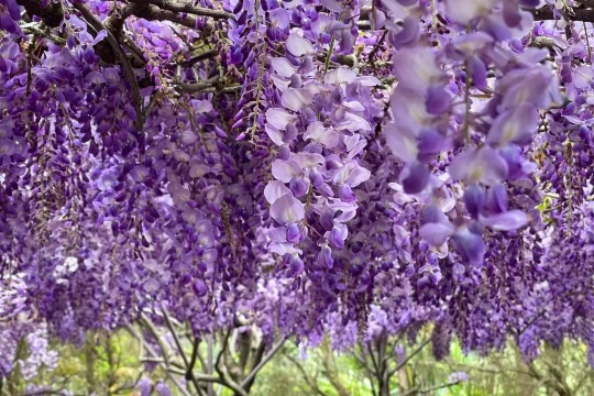淡水一日遊 #13｜淡水紫藤花園-二號水源園區