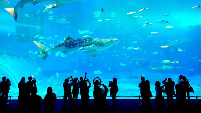 沖繩美ら海水族館