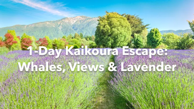 Kaikoura 1 Day Itinerary